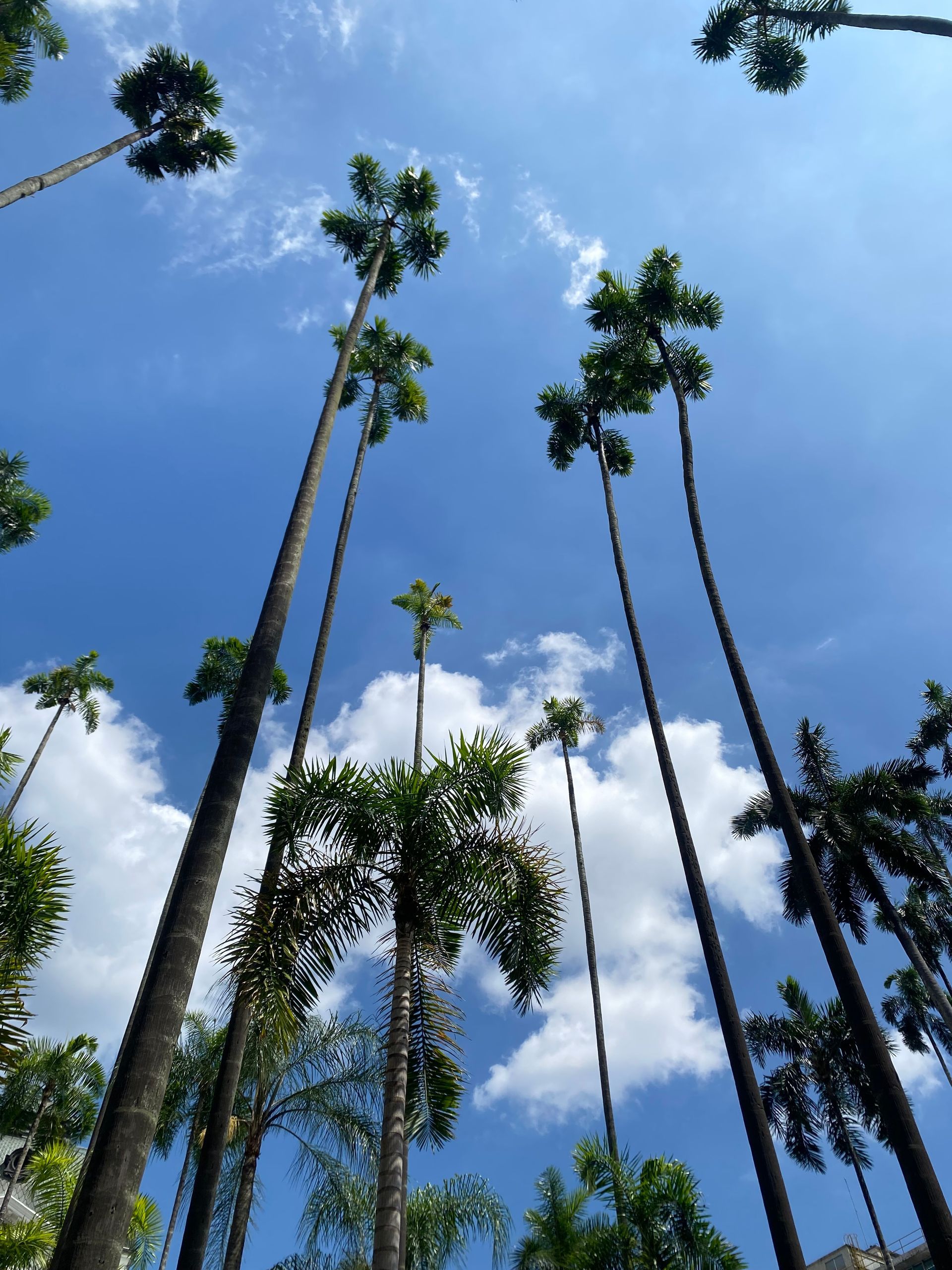Low-angle view of tall, slender palm trees reaching toward a bright blue sky with white, scattered clouds.