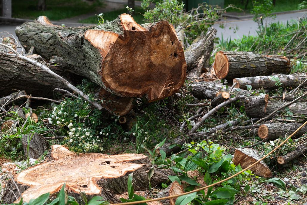 Freshly cut tree trunks and branches piled in a wooded area Freshly cut tree trunks and branches piled in a wooded area