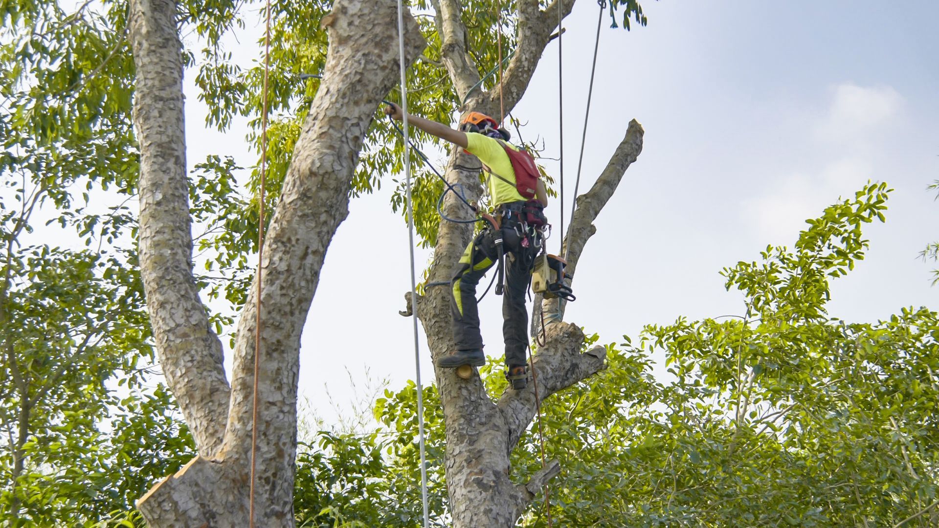 Dead limb removal on a cedar elm in Franklin, TX — Cook Brothers Tree Service trimming job in progress.