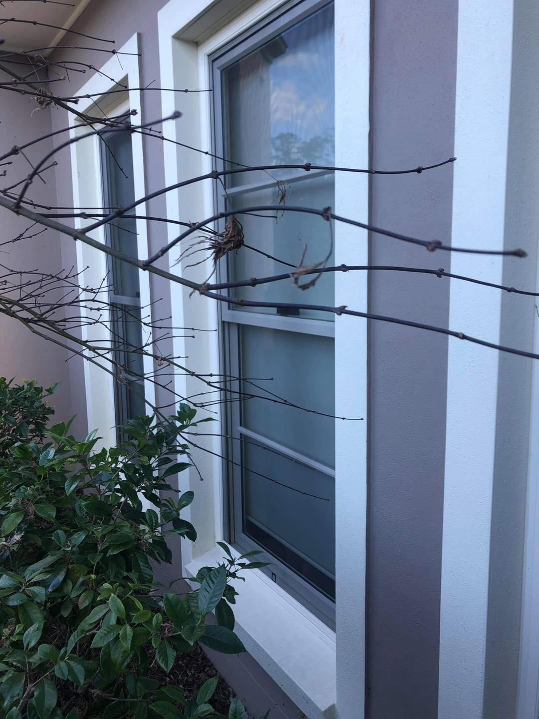 A House With Two Windows And A Tree In Front Of It — Central Coast Flyscreen Service In West Gosford, NSW
