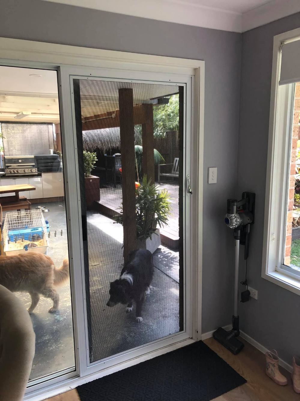 A Dog Is Standing In Front Of A Sliding Glass Door — Central Coast Flyscreen Service In Woy Woy, NSW