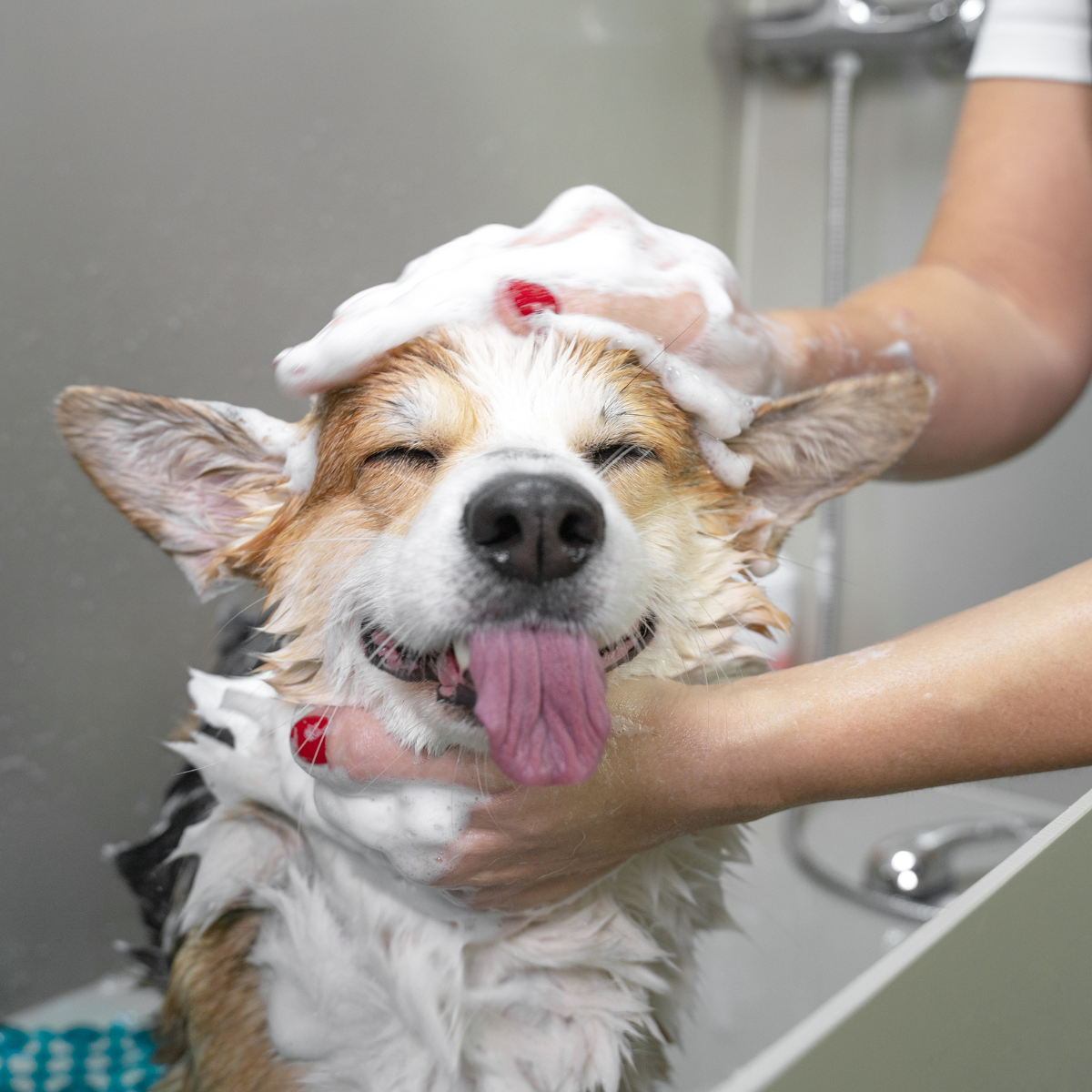 A dog is getting a bath with foam on its head.