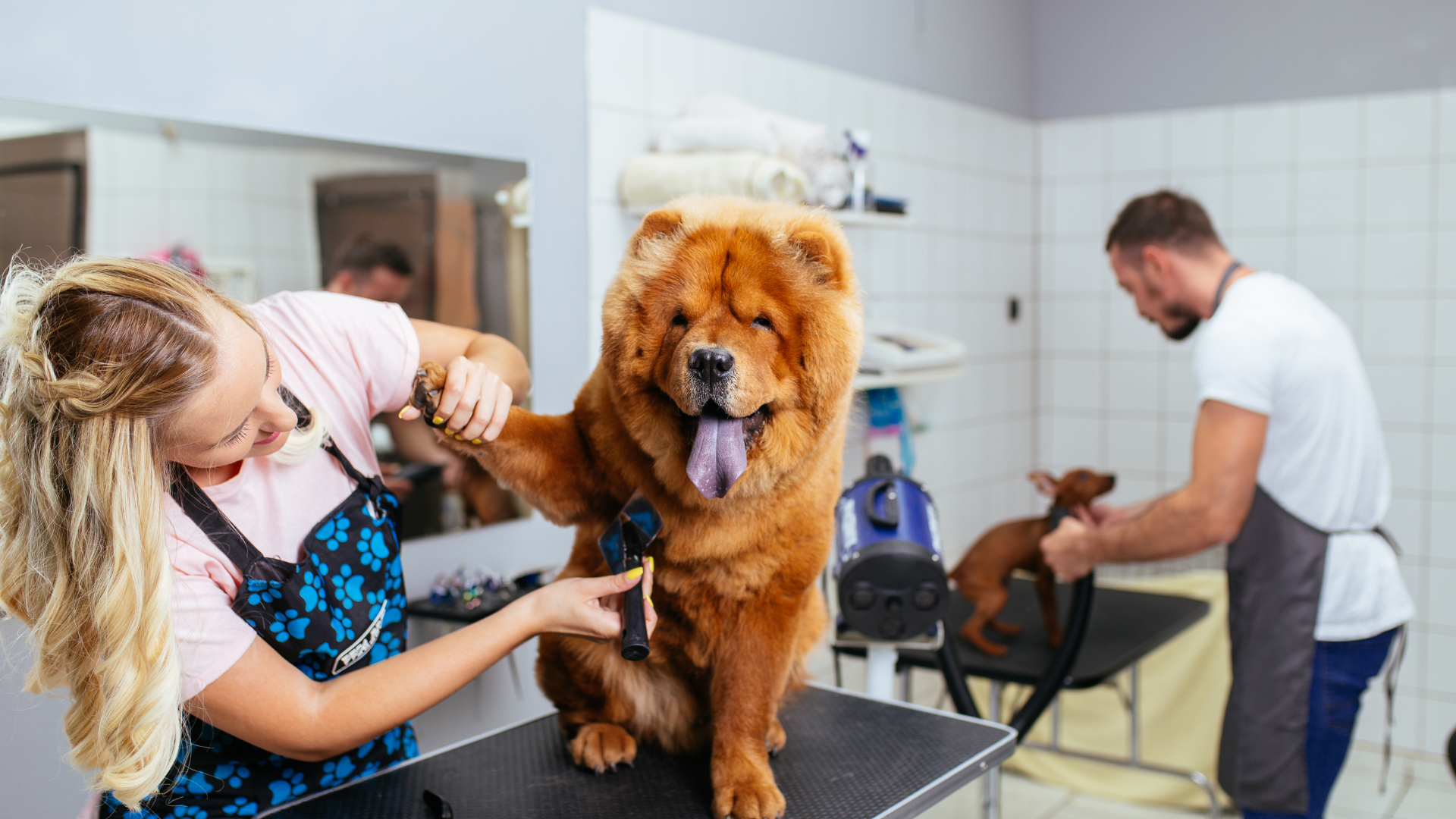 A woman is grooming a chow chow dog at a dog grooming salon.