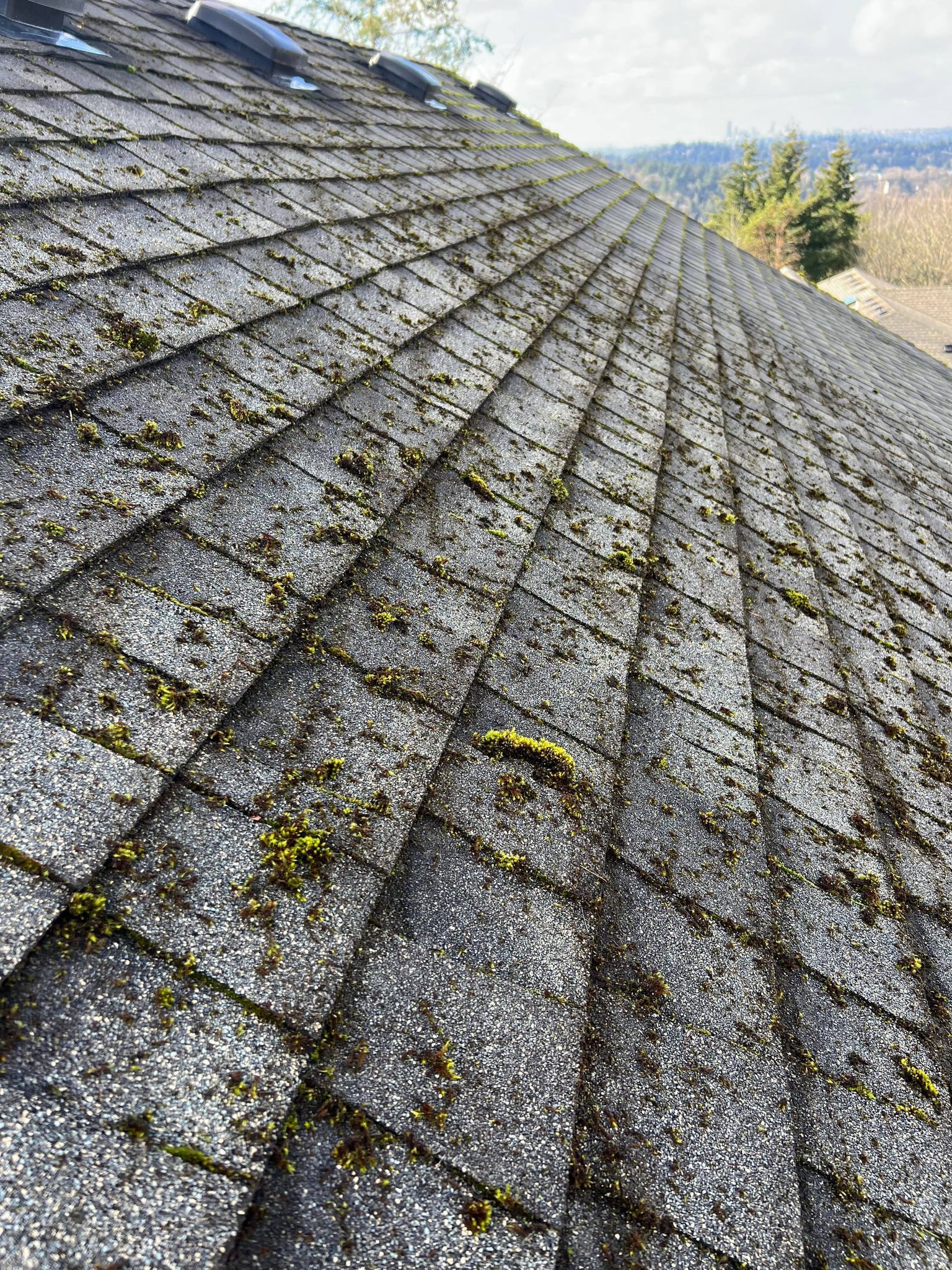 Moss Cleaning