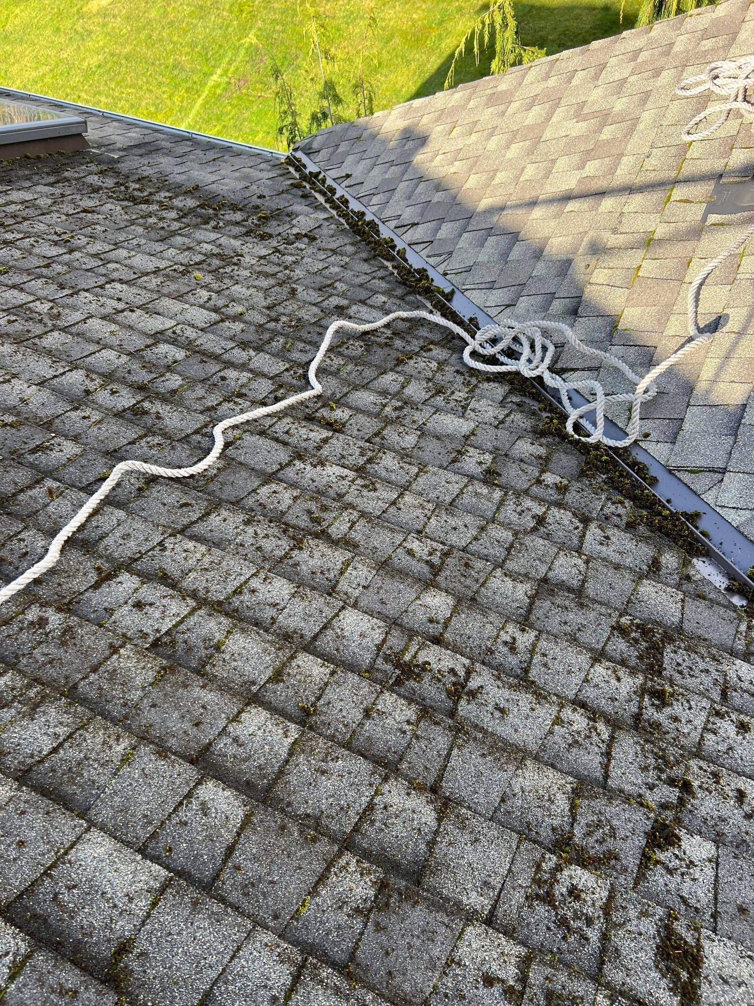 Moss Cleaning