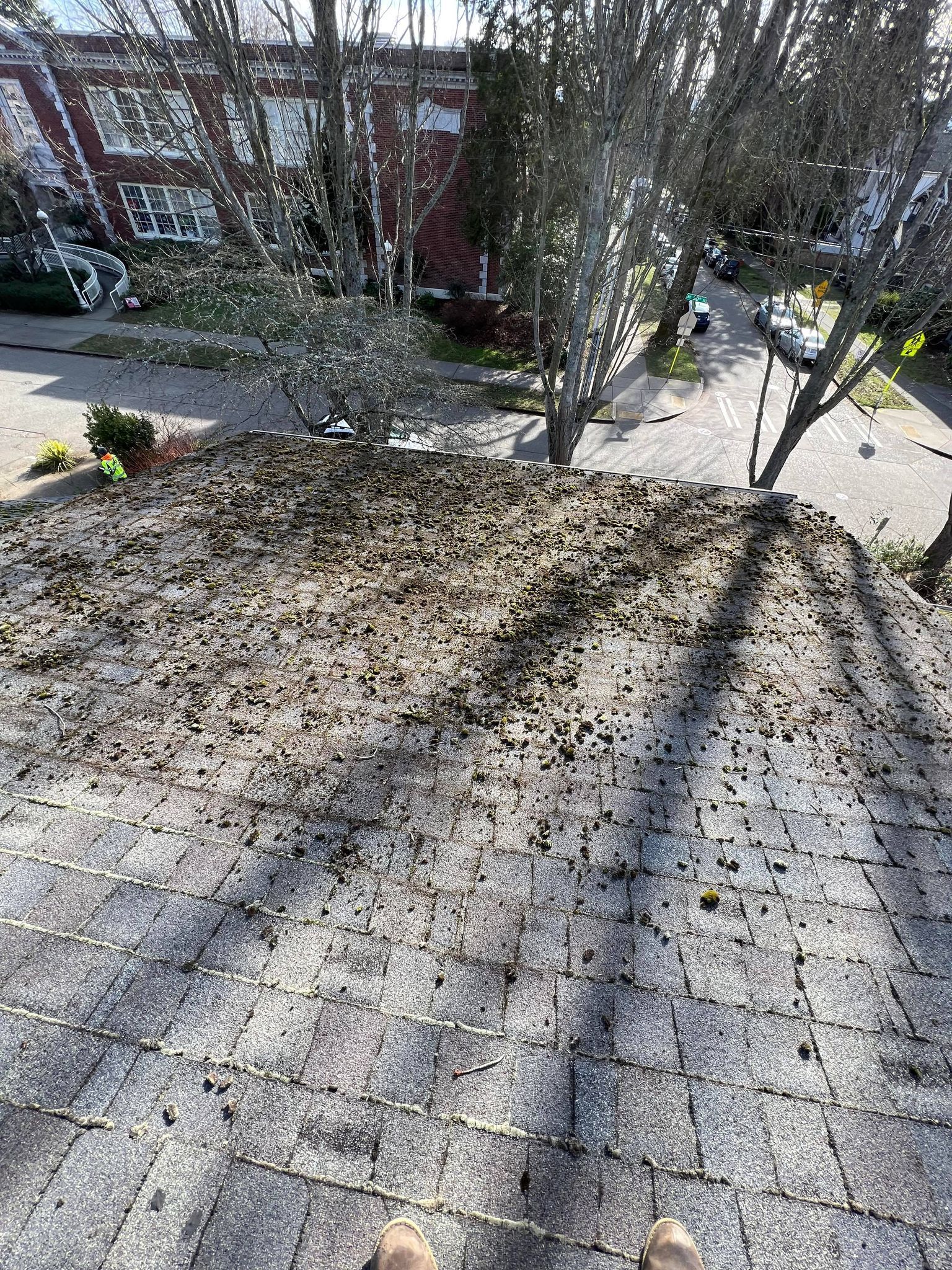 Moss Cleaning