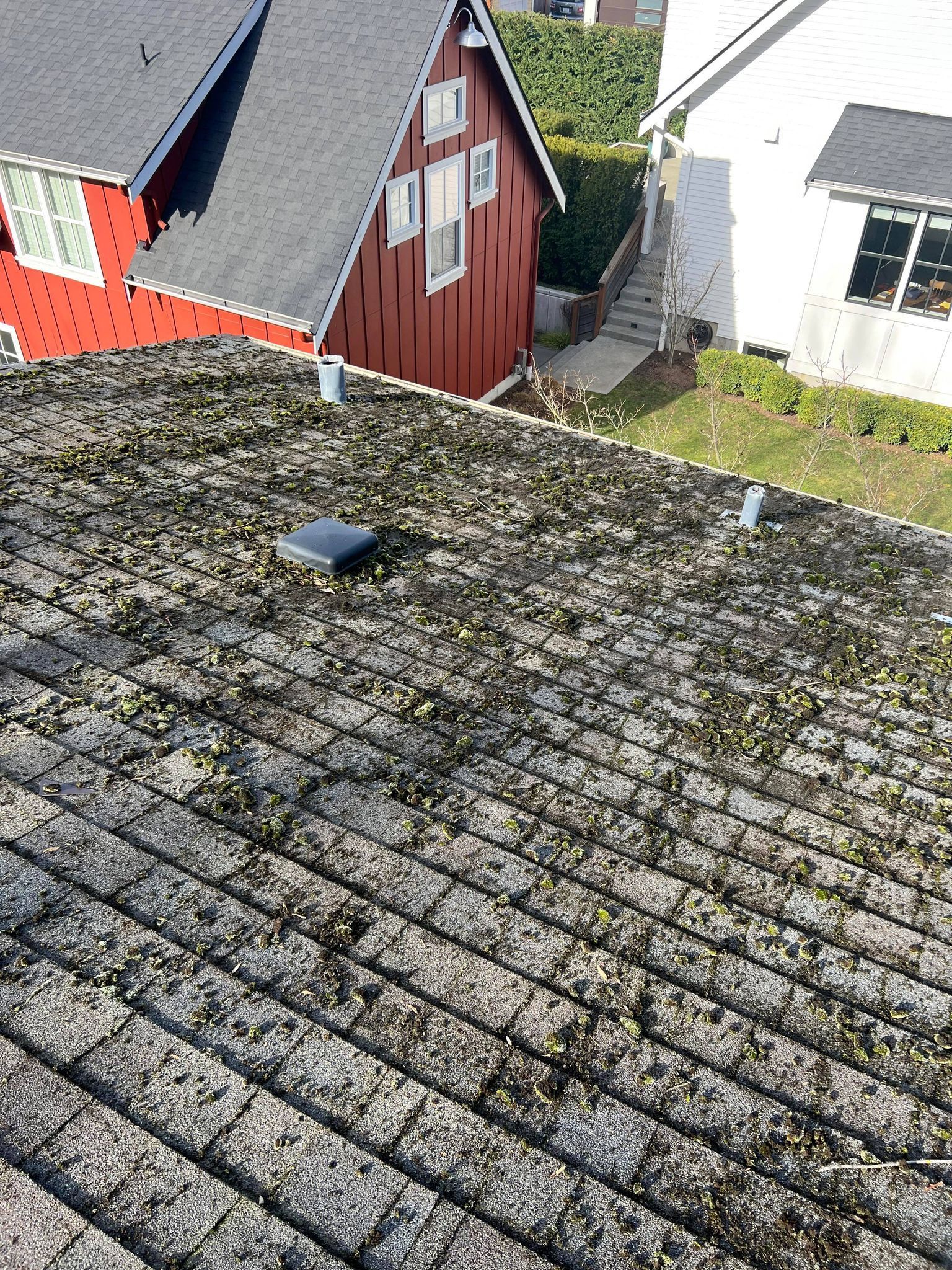 Moss Cleaning