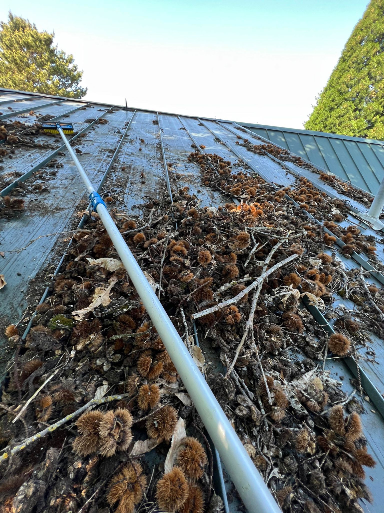 Moss Cleaning