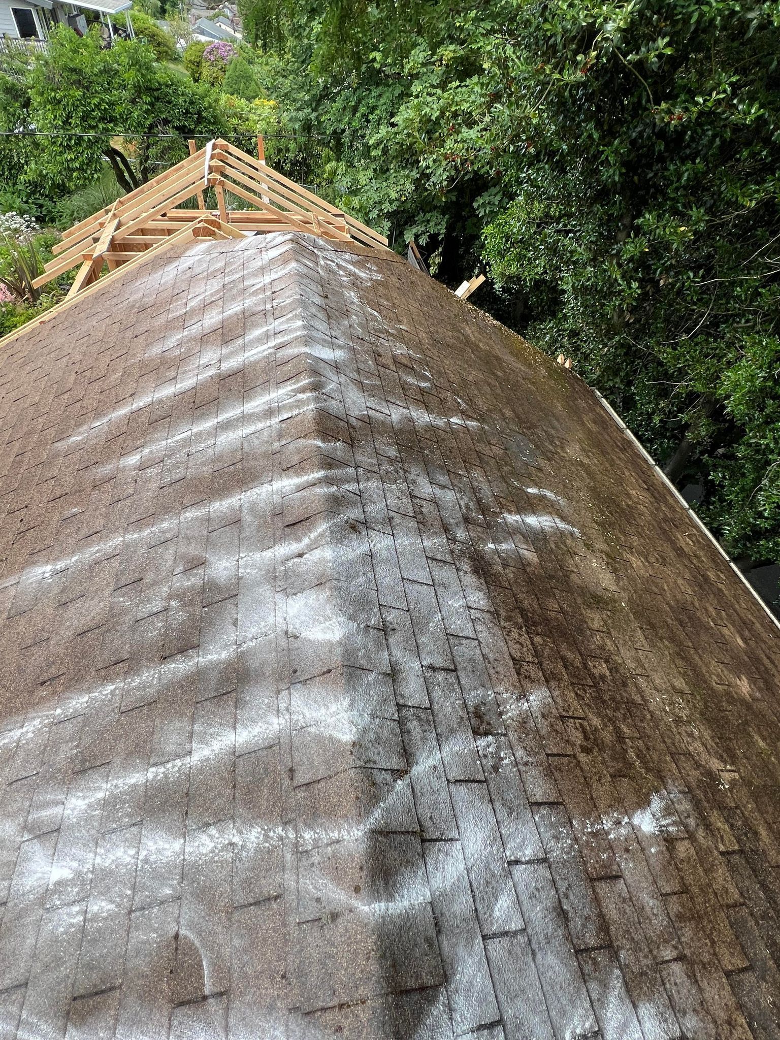 Moss Cleaning