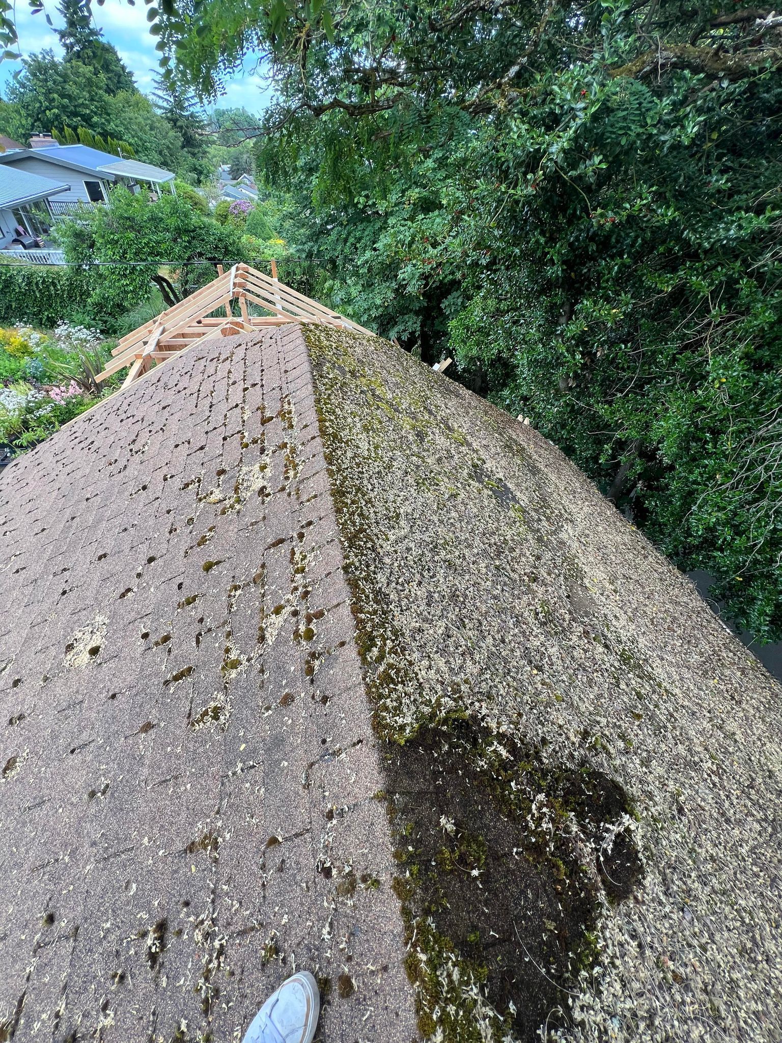 Moss Cleaning