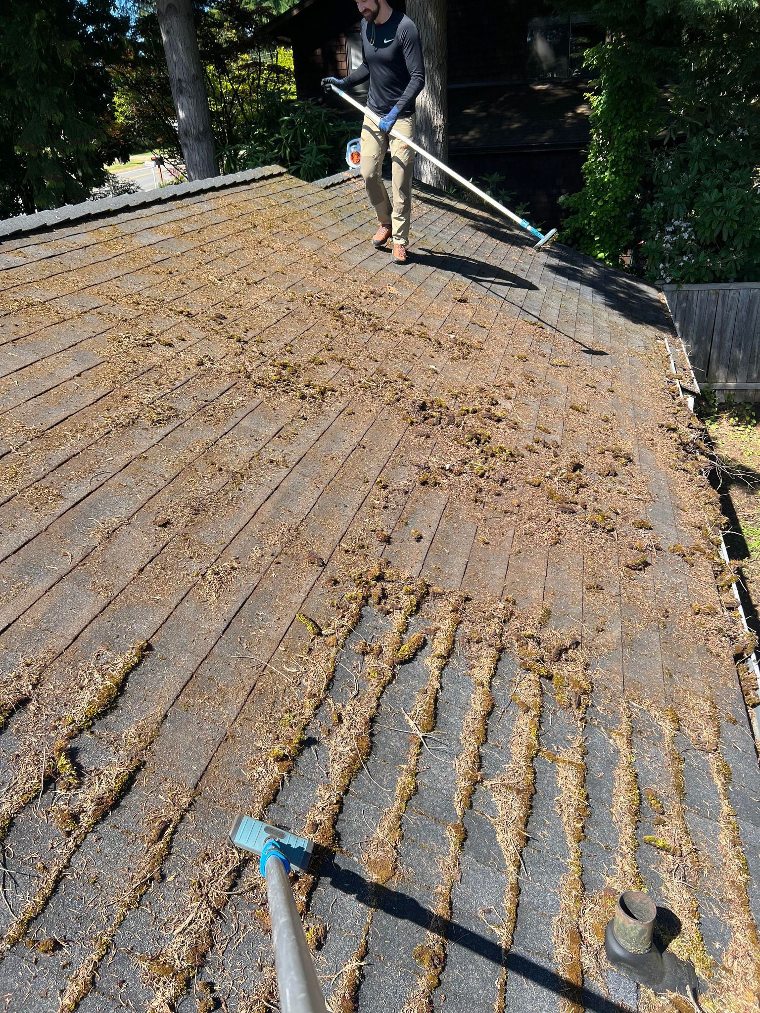 Moss Cleaning