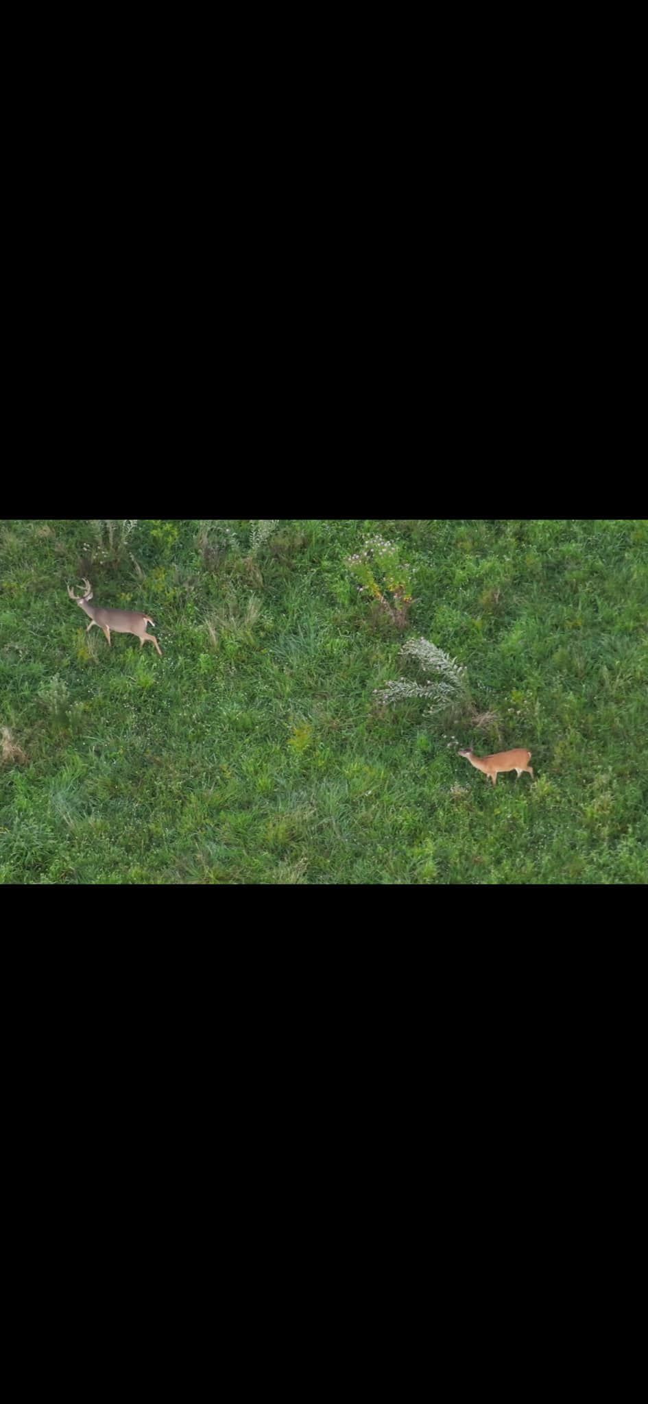 Two men pose with a harvested deer. They're sitting in tall grass, one with a rifle, both smiling, under a dark sky.