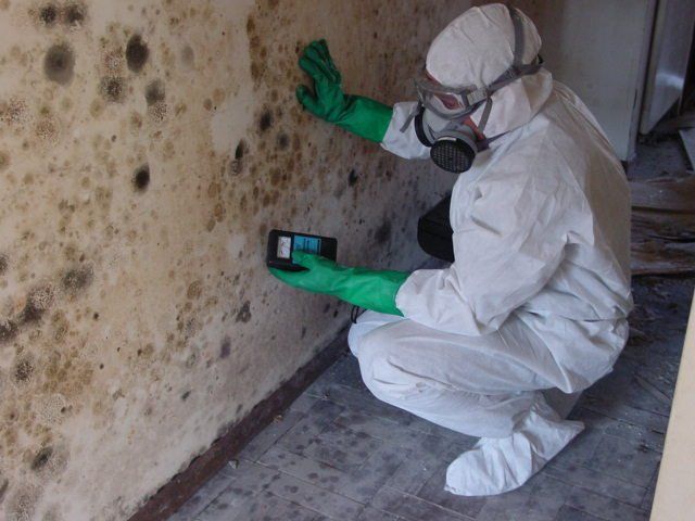 Mold Remediation inspection
