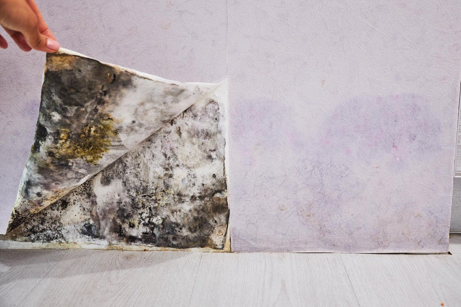 mold removal near me