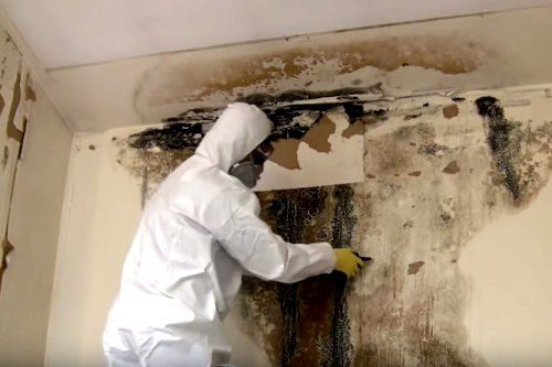 Mold Remediation