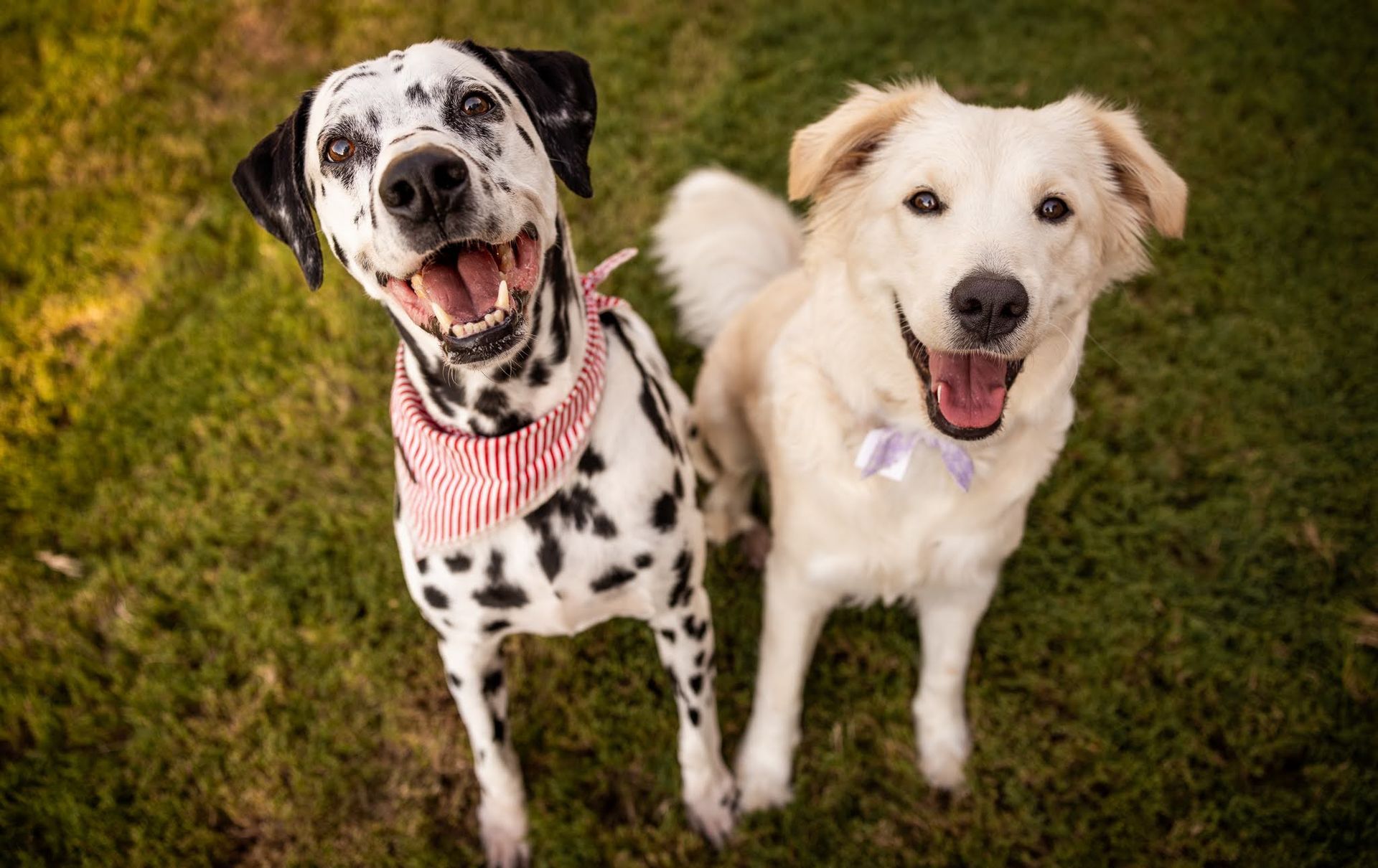 Dalmatian and Great Pyrenees dogs in green grass.