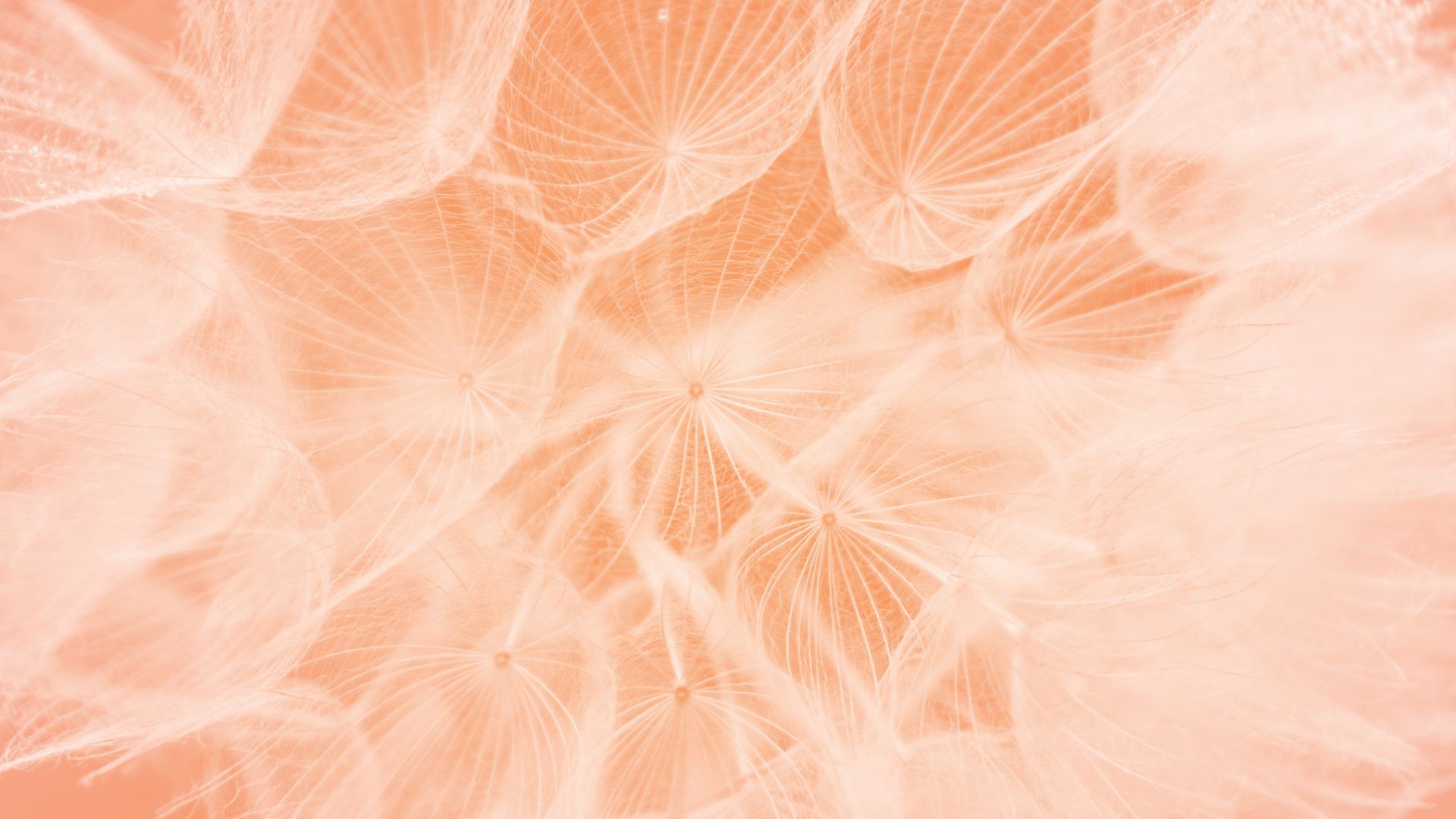 Scallop patterns on a dandelion