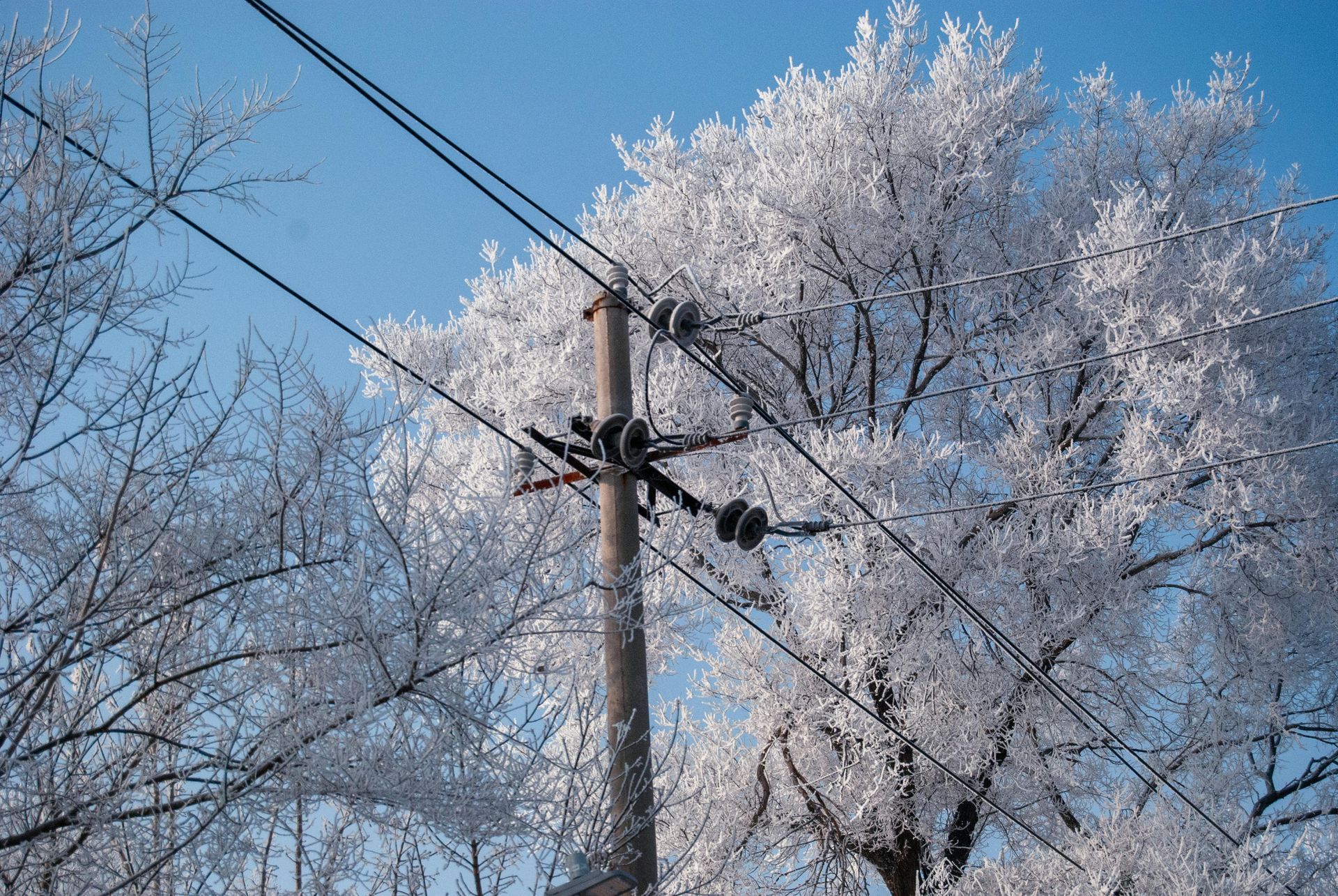 power lines snow on trees
