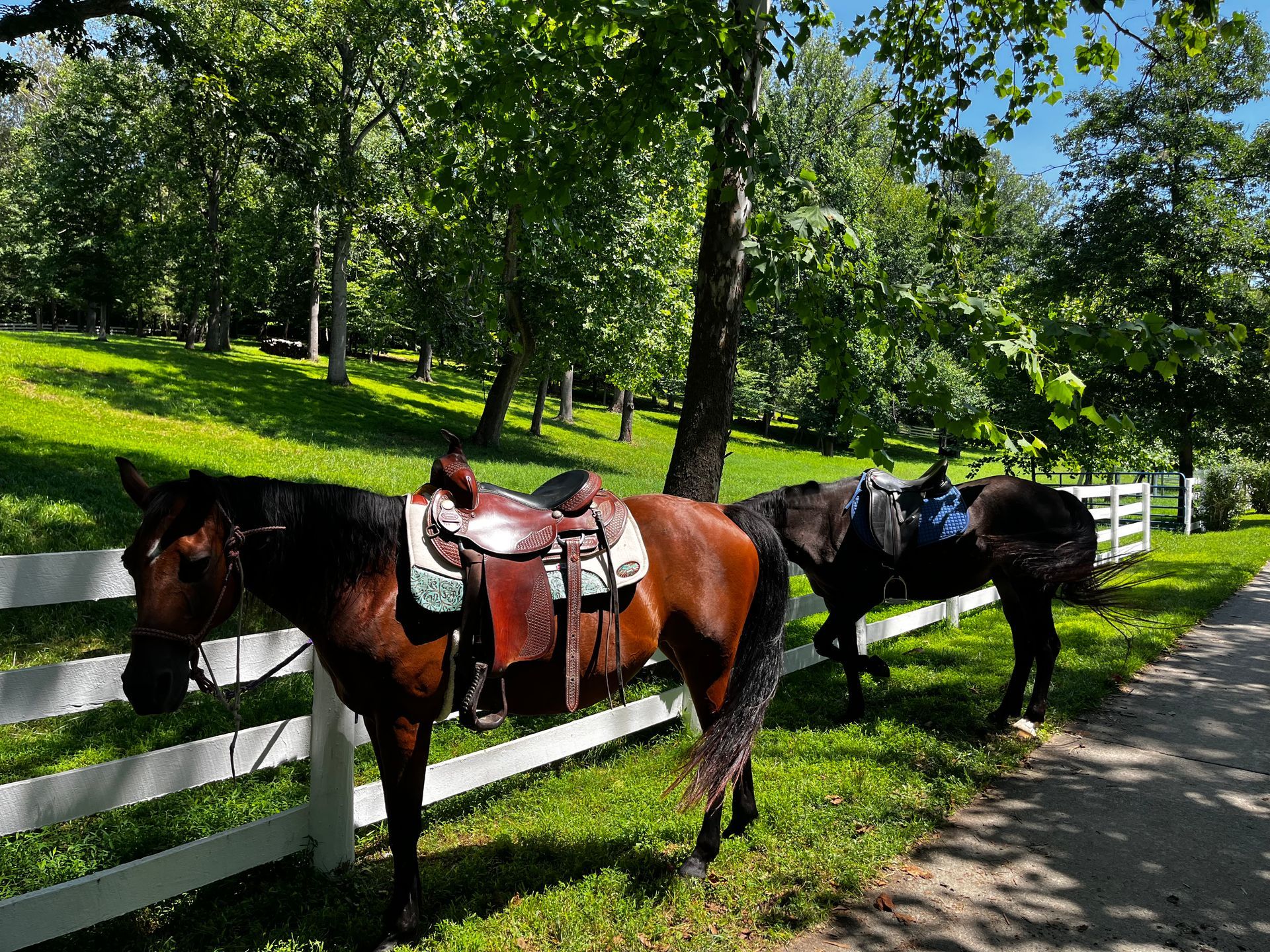 Trail riding horses waiting by fence