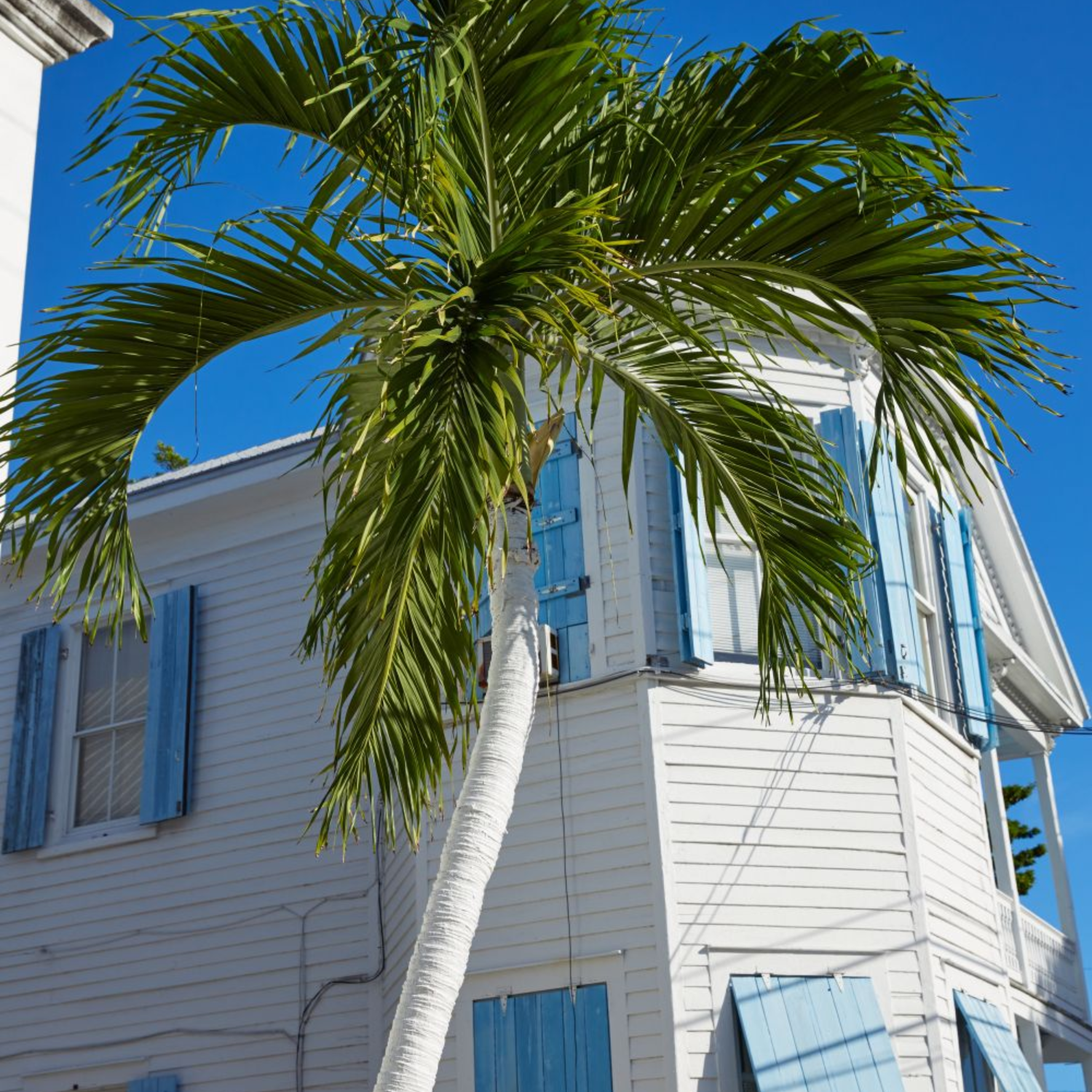 A brick building with a palm tree in front of it