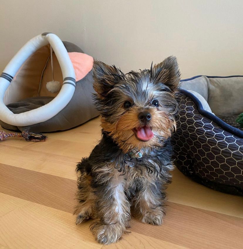 Teacup Yorkie puppies for sale