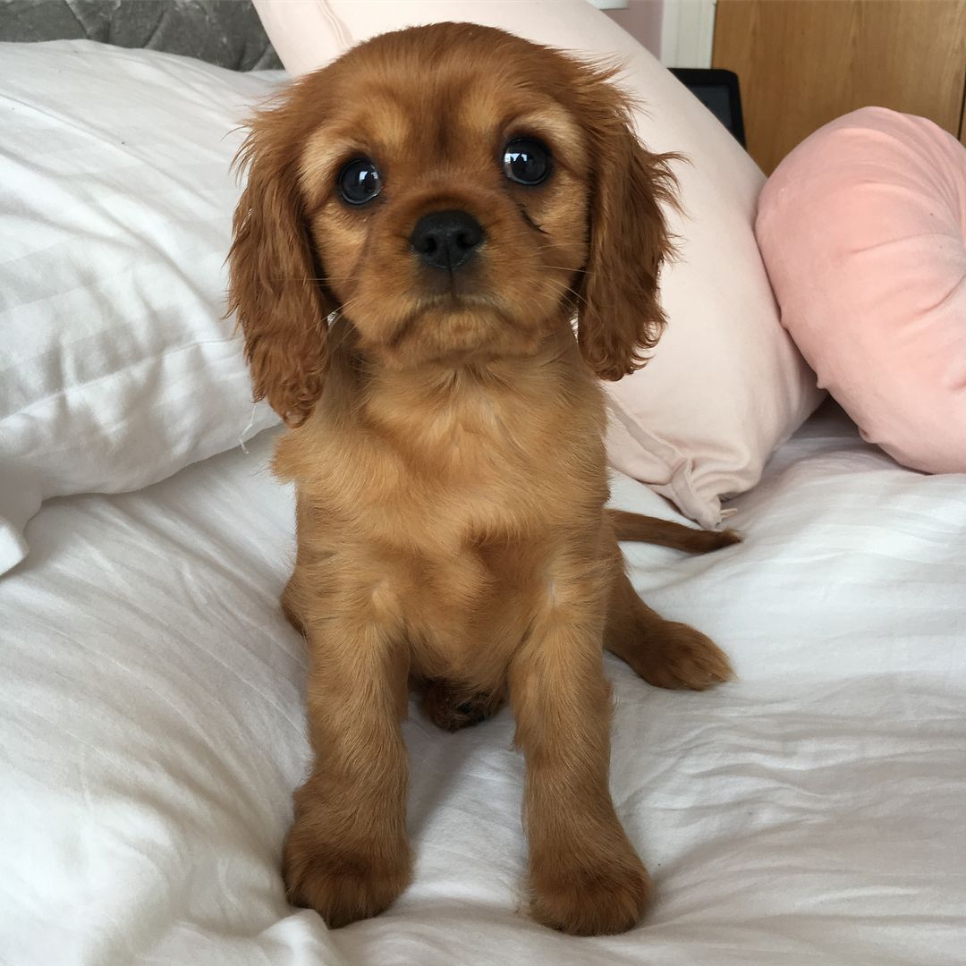 Cavalier King Charles puppies for sale