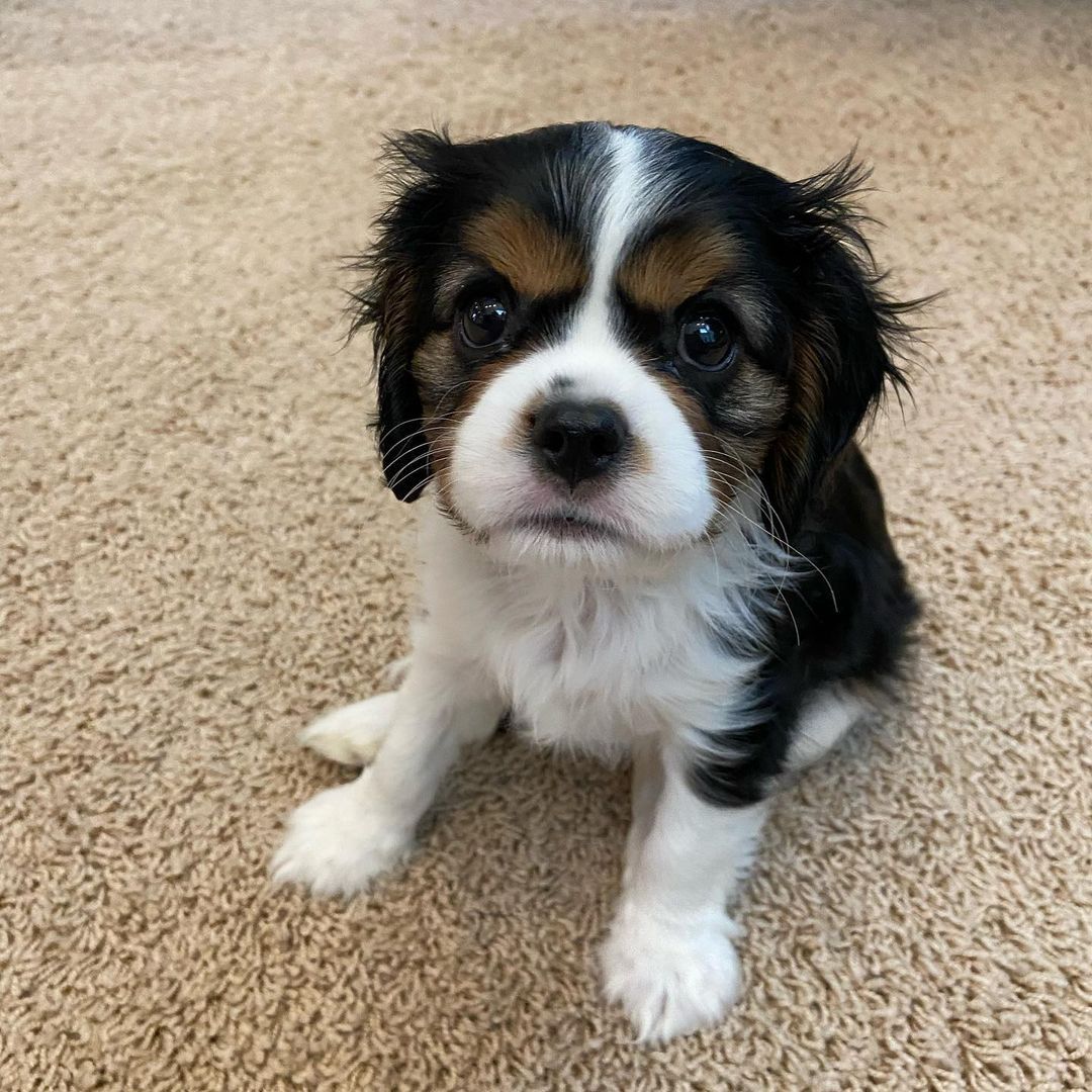Cavalier King Charles puppies for adoption