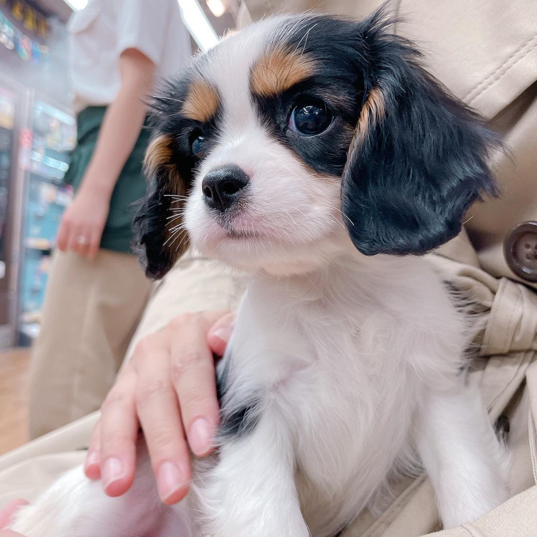 Cavalier King Charles puppies available