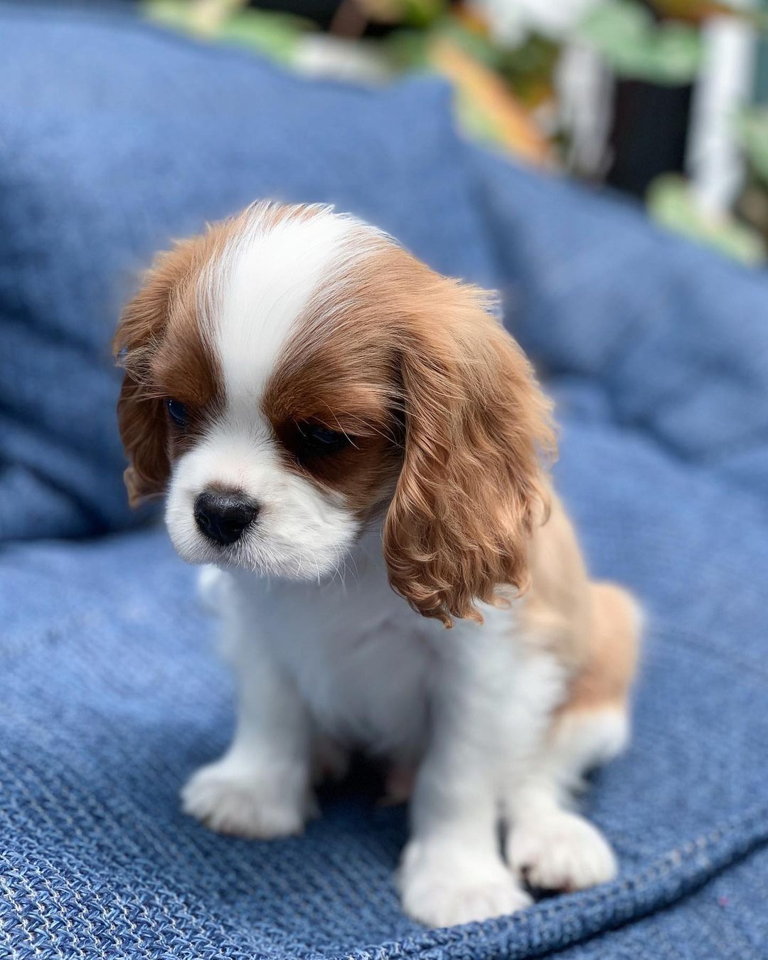 Cavalier King Charles Puppies For Sale