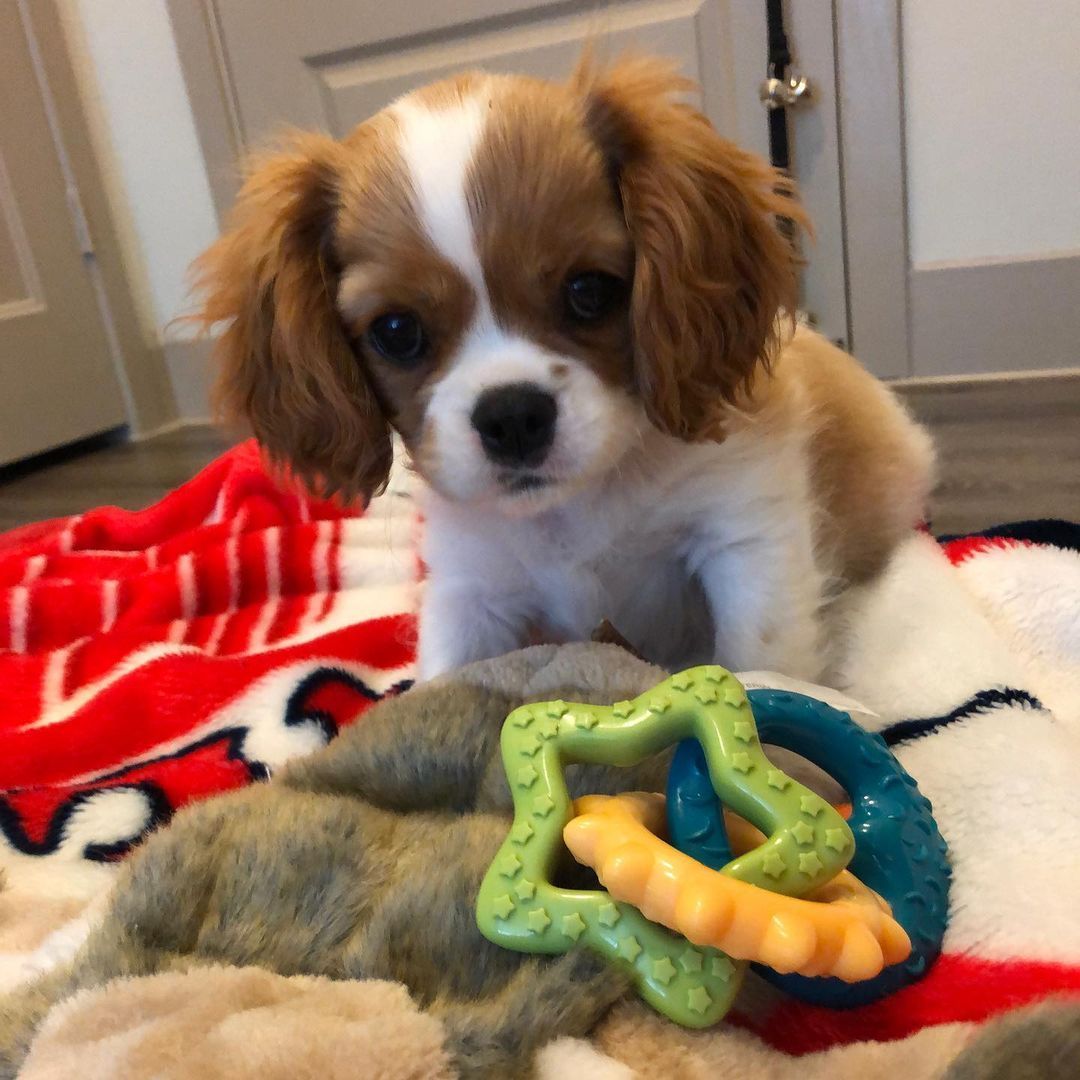 Cavalier King Charles puppies near me