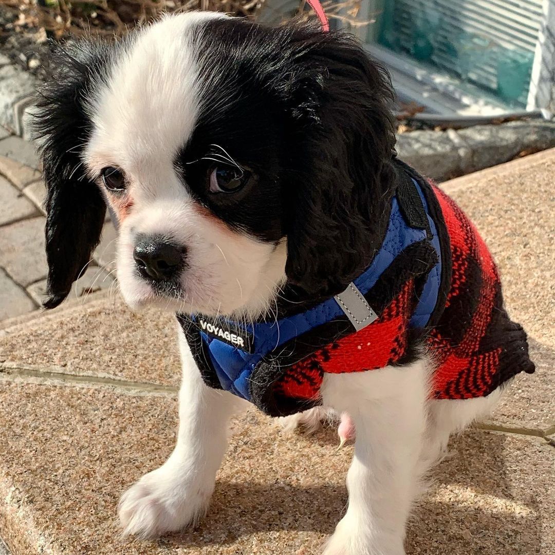 Cavalier King Charles breeders
