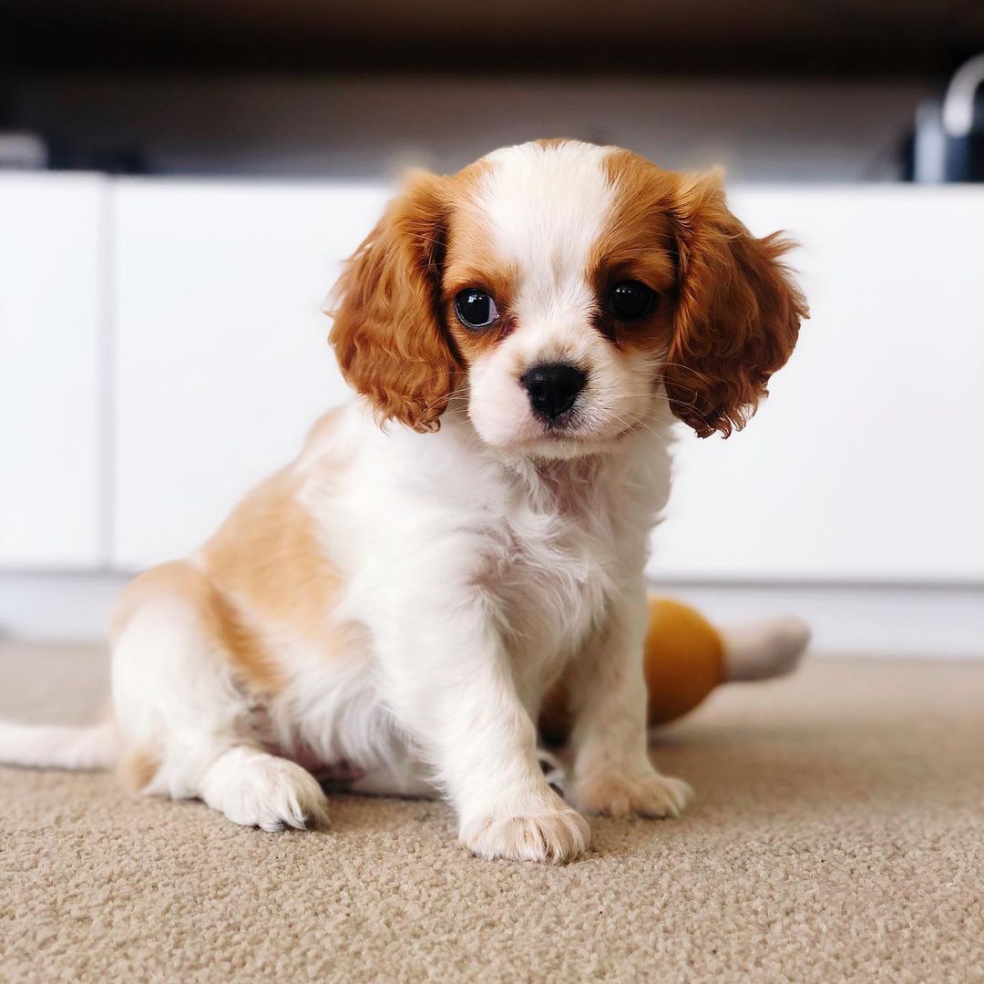 Clara Cavalier King Charles pups for sale