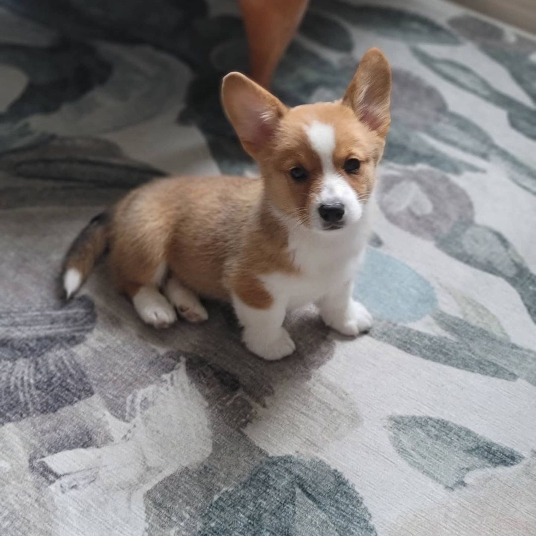 Corgi puppies for sale
