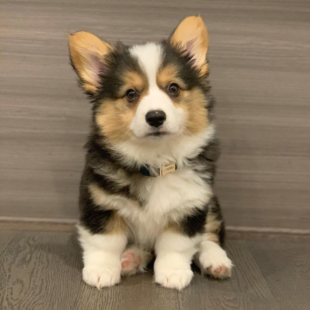 Pembroke Welsh Corgi puppies for sale