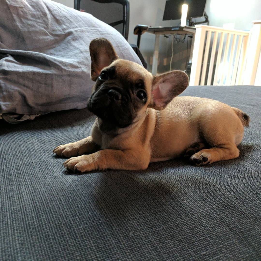 French Bulldog breeders