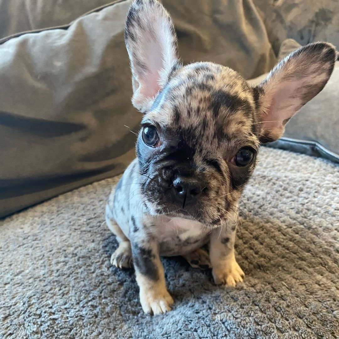 Clara French Bulldog puppies for sale - adorable litter of French Bulldog puppies sitting together