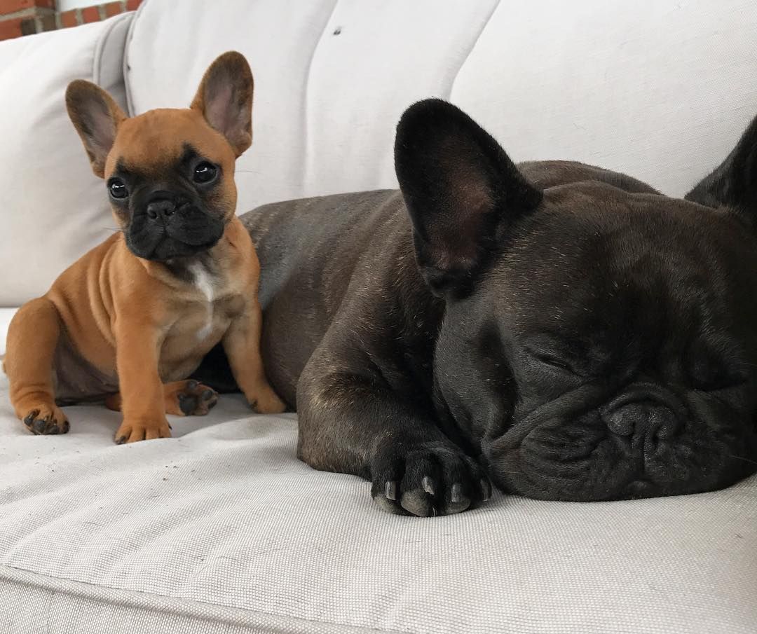 French Bulldog puppies for sale - adorable litter of French Bulldog puppies sitting together