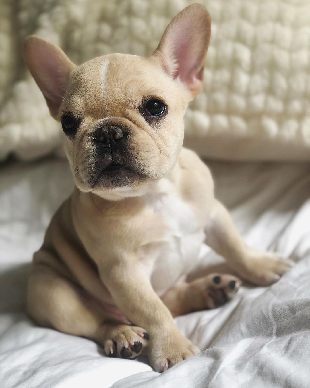 French Bulldog puppies near me