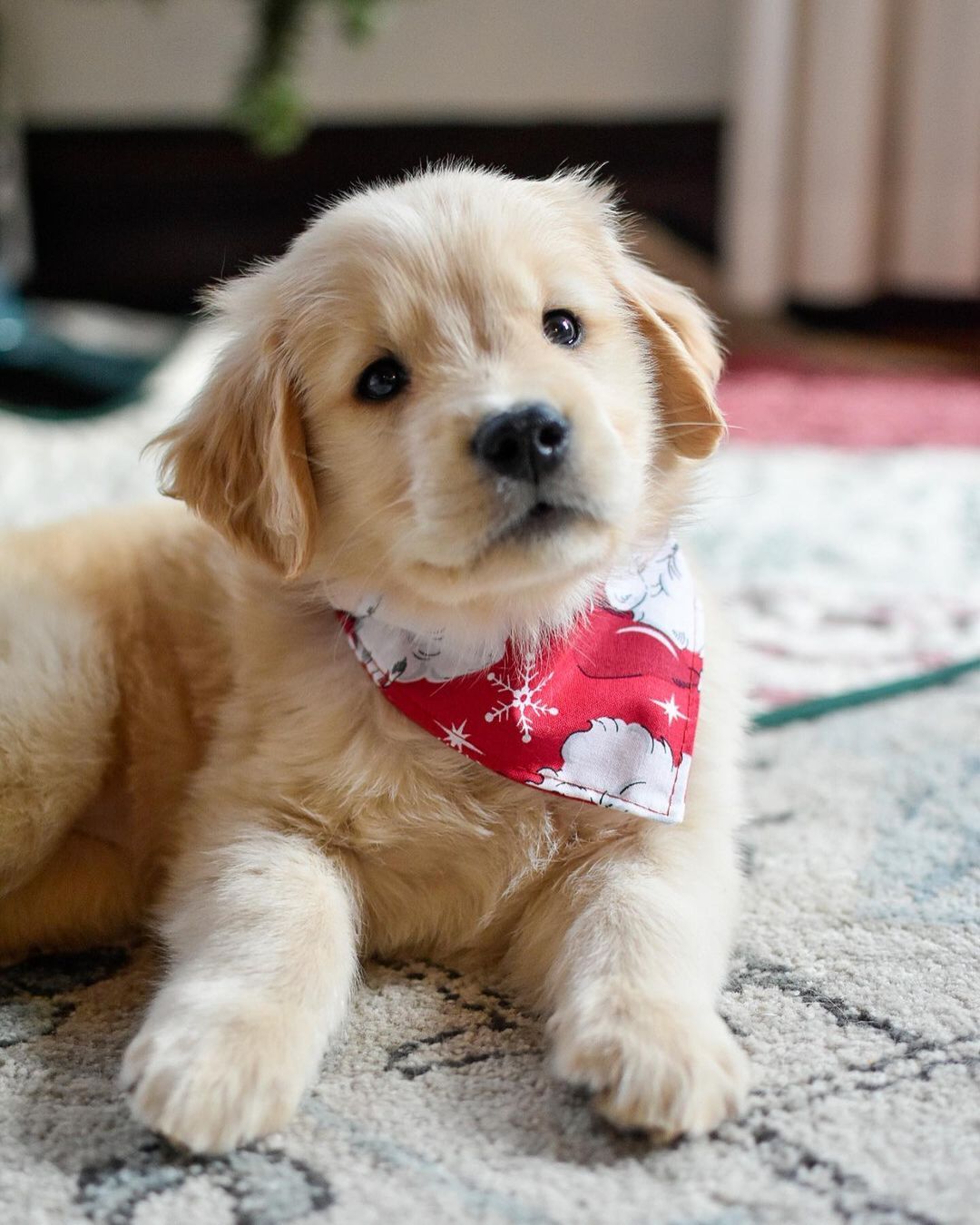 Golden Retriever puppies for adoption