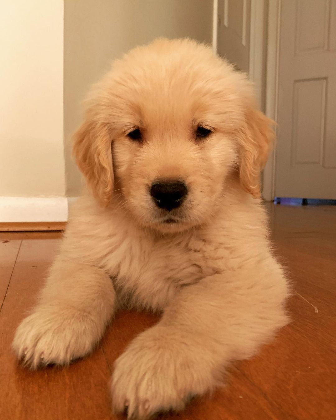 Golden Retriever pups for sale