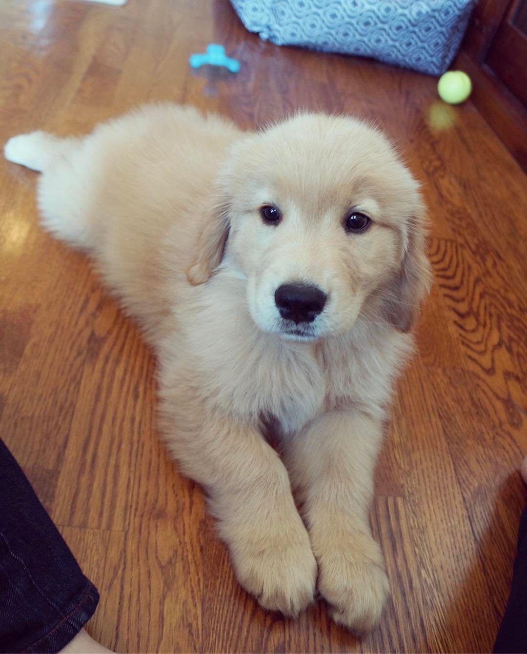 Golden Retriever puppies near me