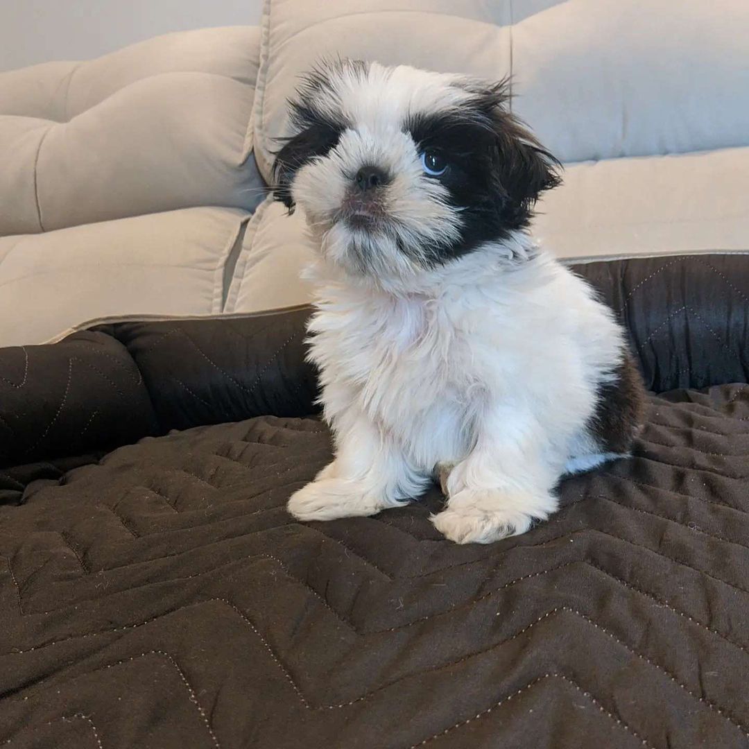 Shih Tzu puppies for sale