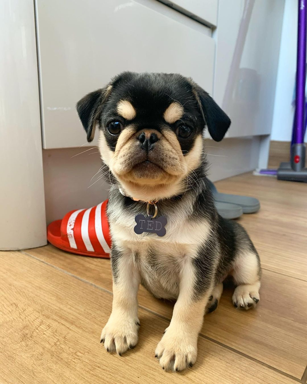 Clara Pug Puppies For Sale - Adorable pug puppy breeder offering cute pug puppies for sale