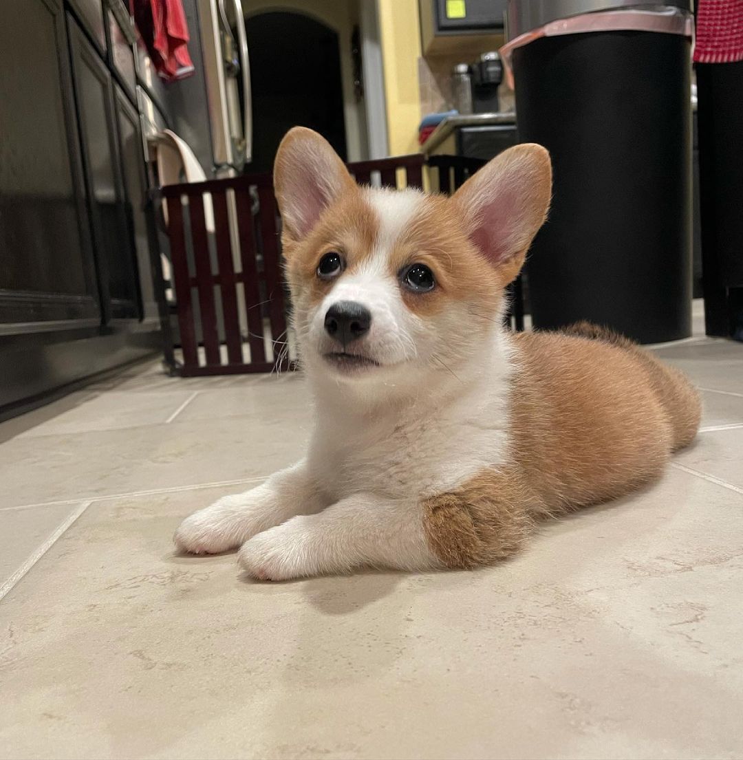 Welsh Corgi Pembroke Puppies For Sale
