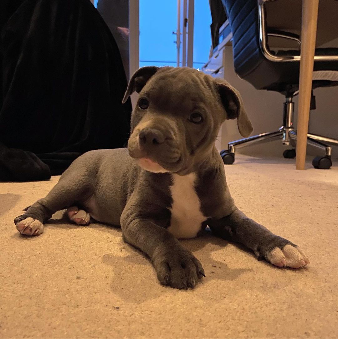 Pitbull puppies available