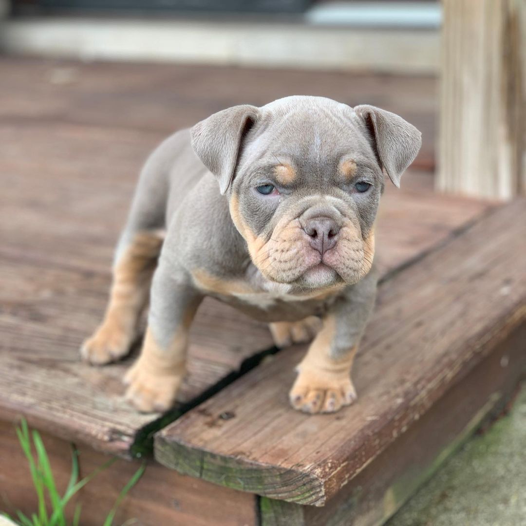 Pitbull puppies near me