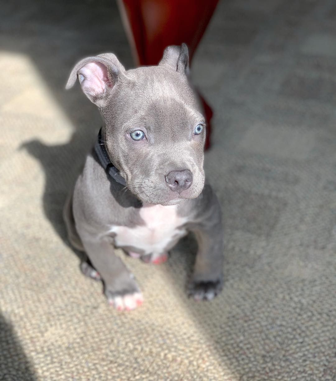 Pitbull Puppies For Sale