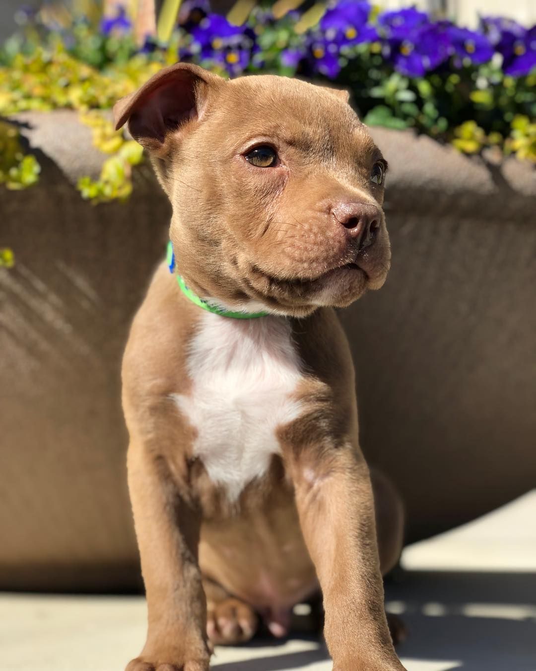 Pitbull puppies for sale