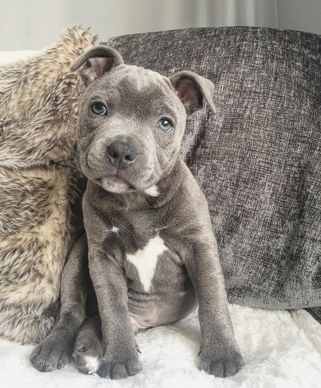 Pitbull breeders