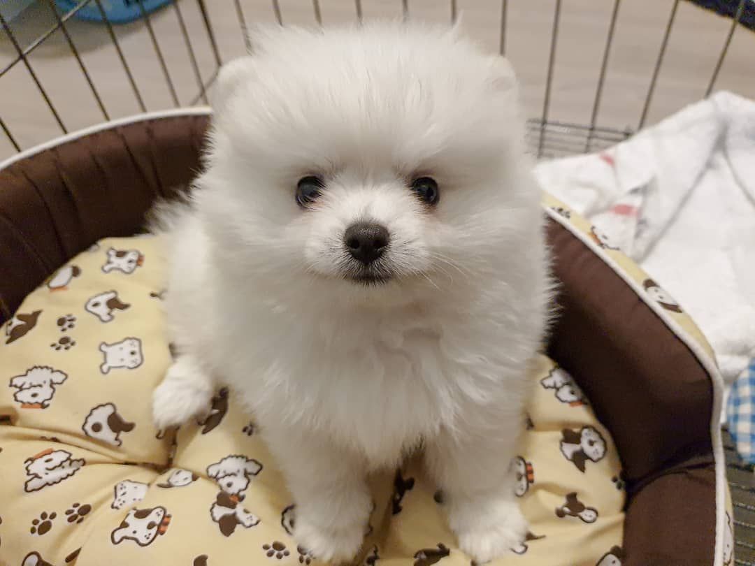 Adorable Pomeranian Puppies For Sale